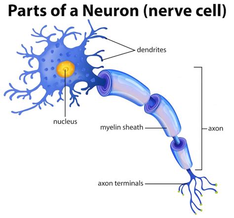 Premium Vector Part Of A Neuron Diagram