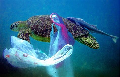 Five Sea Creatures Being Harmed By Ocean Plastics Animals Ocean