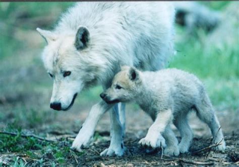 Arctic Wolf Mom And Pup Animals Wild Dogs Puppy Eyes