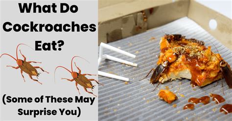 What Do Cockroaches Eat Some Of These Will Surprise You