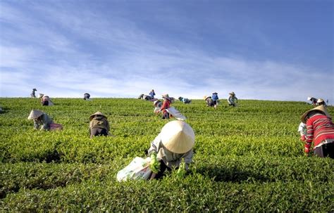 How Is Tea Grown And Harvested Ready For Tea