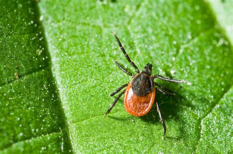 Diseases Transmitted By Blacklegged Deer Tick Bites Lyme And Tick