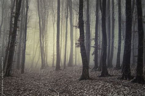 Mysterious Forest With Fog In Winter By Cosma Andrei Forest Fog Nature