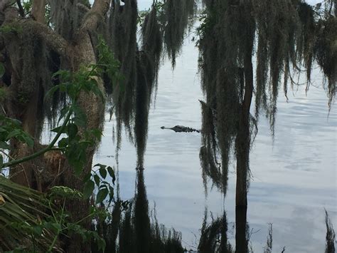 Interactive Map Shows Where Floridas Nuisance Alligators Are