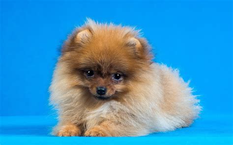 Animal Pomeranian Hd Wallpaper