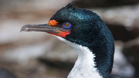 The Most Fascinating Birds Will Be The First To Go Extinct The New