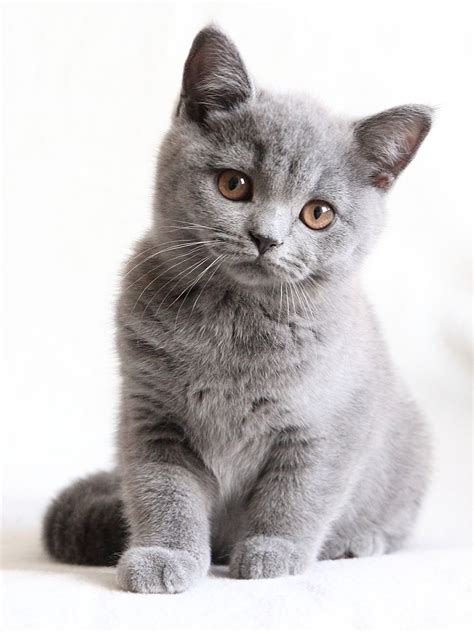 Join millions of people using oodle to find kittens for adoption, cat and kitten listings, and other pets adoption. Very interesting post: British shorthair kittens - 11 ...
