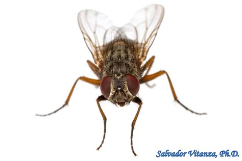 Diptera Muscidae House Flies And Kin V Urban Programs El Paso County