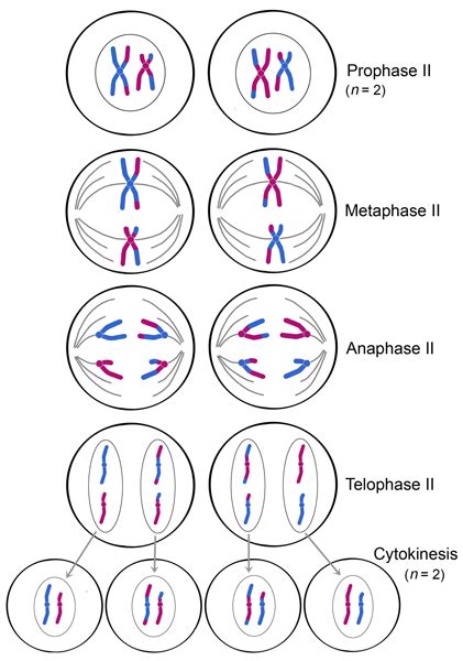 Fases De La Meiosis Meiosis Ii Y Formación De Gametos Biologia Para
