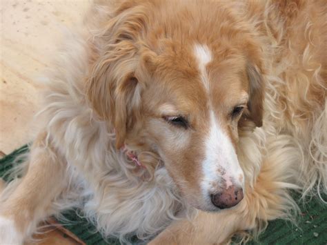 Farewell To A Faithful Friend - Living Significantly