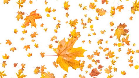 Falling Leaves On White Background Stock Footage Video