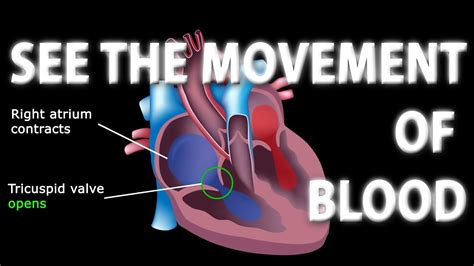 The Pathway Of Blood Flow Through The Heart Animated Tutorial Youtube