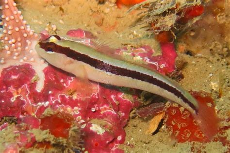 Gobius Vittatus Reef Life Survey