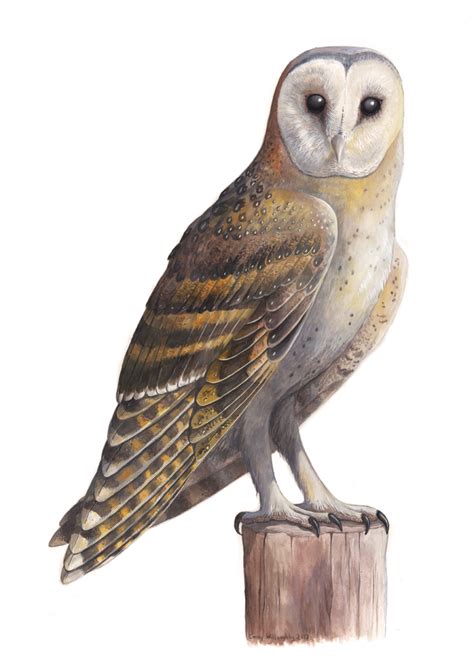African Grass Owl Emily Willoughby Art