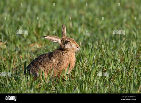 A European Brown Hare Lepus Europaeus In A Field Of Winter Wheat