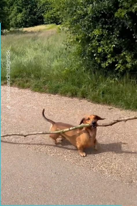 Tiny Determined Dachshund Dog Loves Carrying Big Sticks Dog