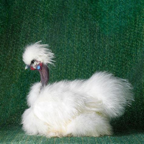 Youve Never Seen Chickens Look So Human Huffpost