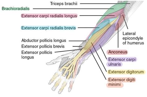 11 Muscles Of The Forearm Simplemed Learning Medicine Simplified