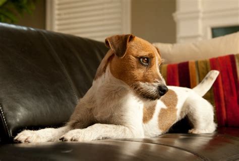 5 Ways To Keep Your Dog Off The Couch Animal Bliss