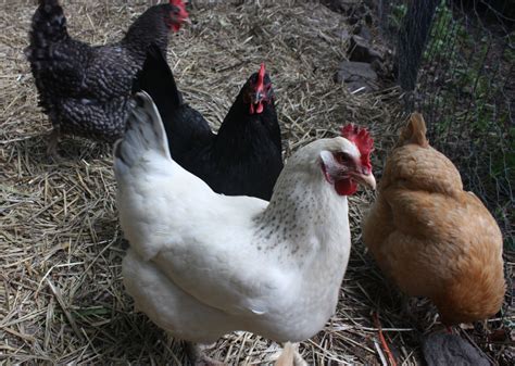 Backyard Chickens In Philly Renegade Poultry Farmer Speaks Out