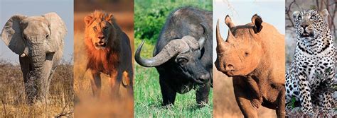 ¿qué Son Los Big Five Conoce A Los Cinco Grandes Del Safari