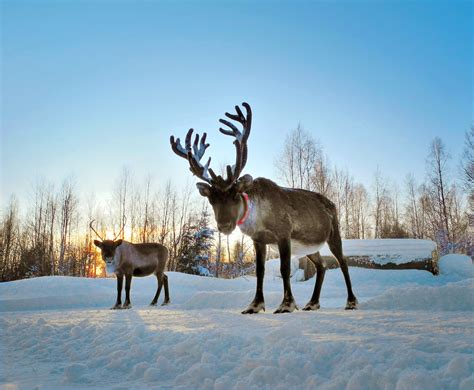 Meet The Real Santa In Finnish Lapland Travel Insider