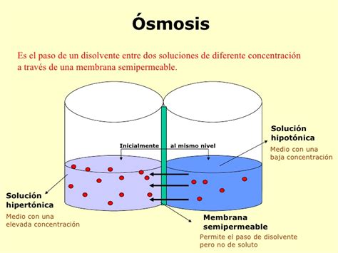 Ósmosis — Wikisabio