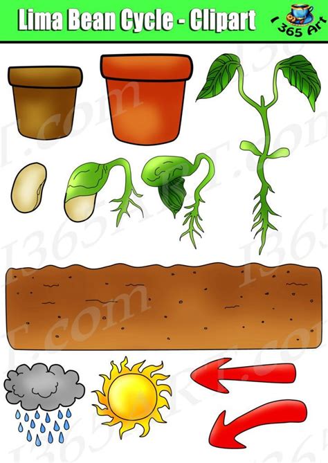 An Image Of Plant Life Cycle Clipart