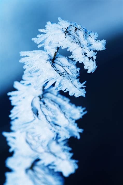 Macro Hoar Frost Free Stock Photo Public Domain Pictures