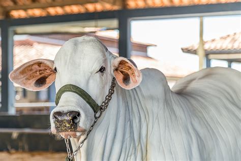 Raças De Boi Conheça 15 Raças De Bovinos No Brasil E No Mundo Guia