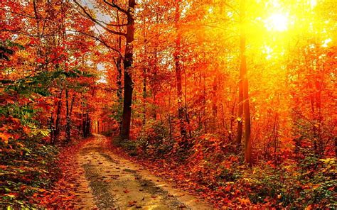 Sunlight Path Autumn Trees Forest Hd Nature Trees Sunlight Forest