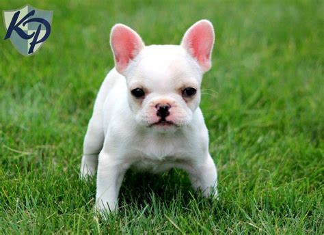 Find french bulldog in dogs & puppies for rehoming | 🐶 find dogs and puppies locally for sale or adoption in male ~chocolate tan (neo) dob: Puppy Finder: Find & Buy a Dog today by using our ...