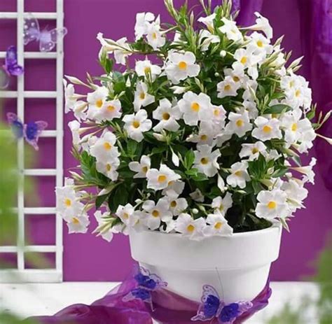Fiori bianchi orto spontanee / piante spontanee del mediterraneo due lamiacee il the siciliano e il camedrio femmina giardinaggio piante e fiori : Pin di La figlia dei fiori su Fiori in vaso | Vasi da fiori, Fiori, Vasi