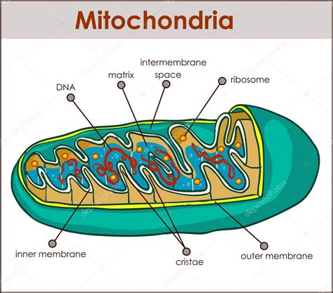 Animal Cell Diagram Mitochondria Labeled Functions And Diagram