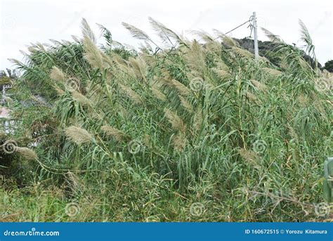 Giant Reed Arundo Donax Stock Image Image Of Fields 160672515