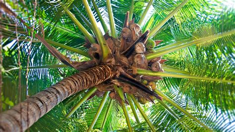 Wallpaper Palm Tree Trunk Cocoes Fruits Branches From Below