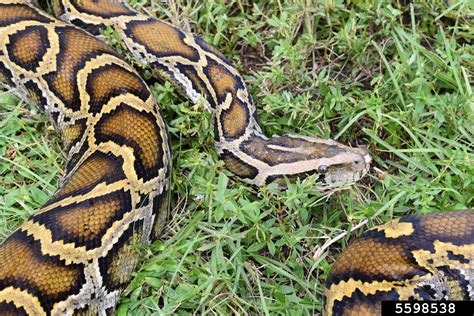 Burmese Python Python Molurus Ssp Bivittatus