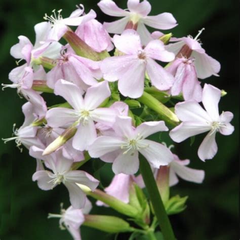 Soapwort • Herb Federation Of New Zealand
