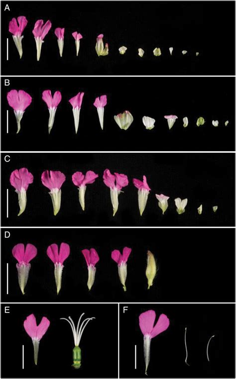 Dissection Of Individual Flowers From A Flore Pleno B Rosea