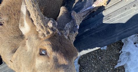 Fandg Seeking Information About Mule Deer Illegally Killed In Boise