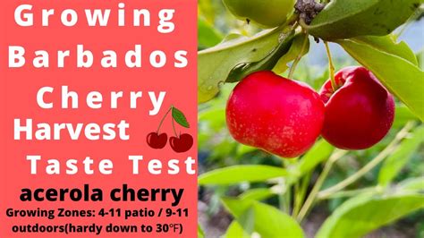 One is easiest, three is harder. Growing Barbados 'Acerola' Cherry Tree| Harvest |Taste ...