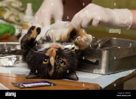 Veterinariyasterilizatsiya Cats Cat During Surgery Under Anesthesia