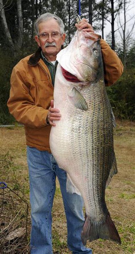 Record Fish Alabama Striped Bass Is Official World Record Outdoor