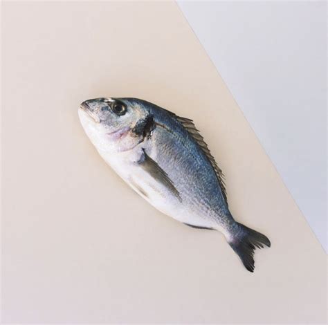 Minimalist Still Life Photograph Of A Fish Still Life Photography