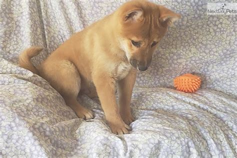 Shiba Inu puppy for sale near San Diego, California. | a1d6ce9d-0321
