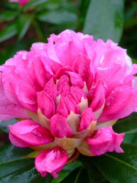 Filepink Flower Dew Wikipedia