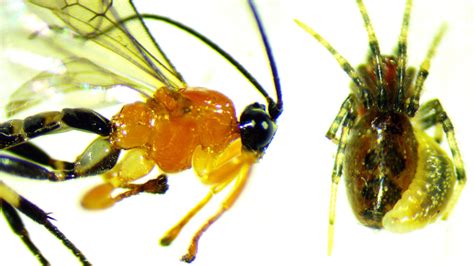 Parasitic Wasp Turns Social Spiders Into Zombies Business Insider