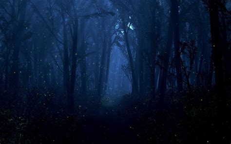 Forest At Night Wallpaper