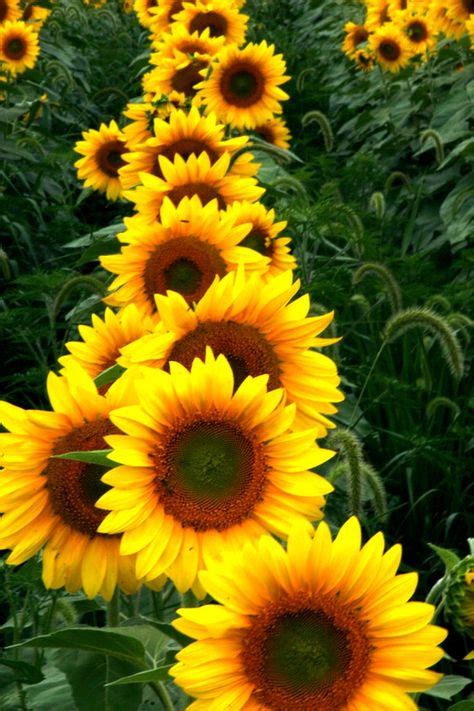 290 Sunflowers And Daisiesmy Favs Ideas Sunflowers And Daisies