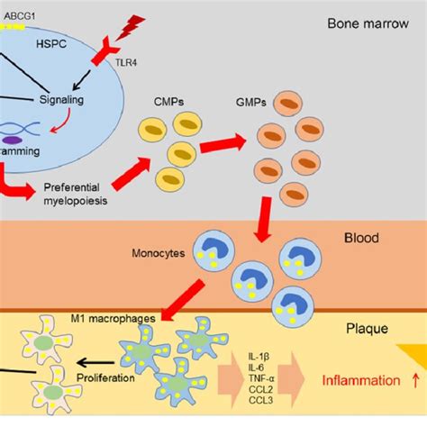 Mobilization Of Neutrophils From The Bone Marrow In Inflammatory